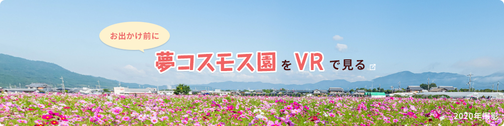 夢コスモス園をVRで見る